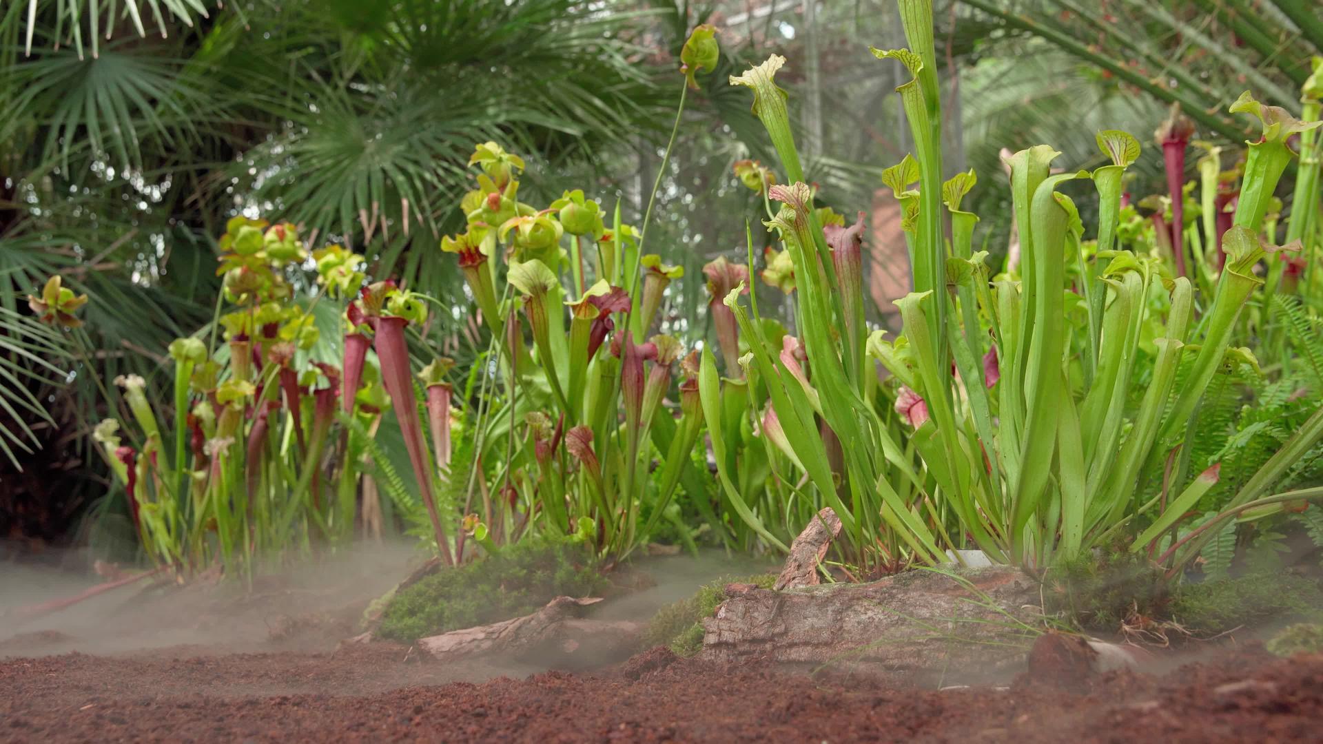 丛林中的食肉黄油植物在晨雾中视频的预览图