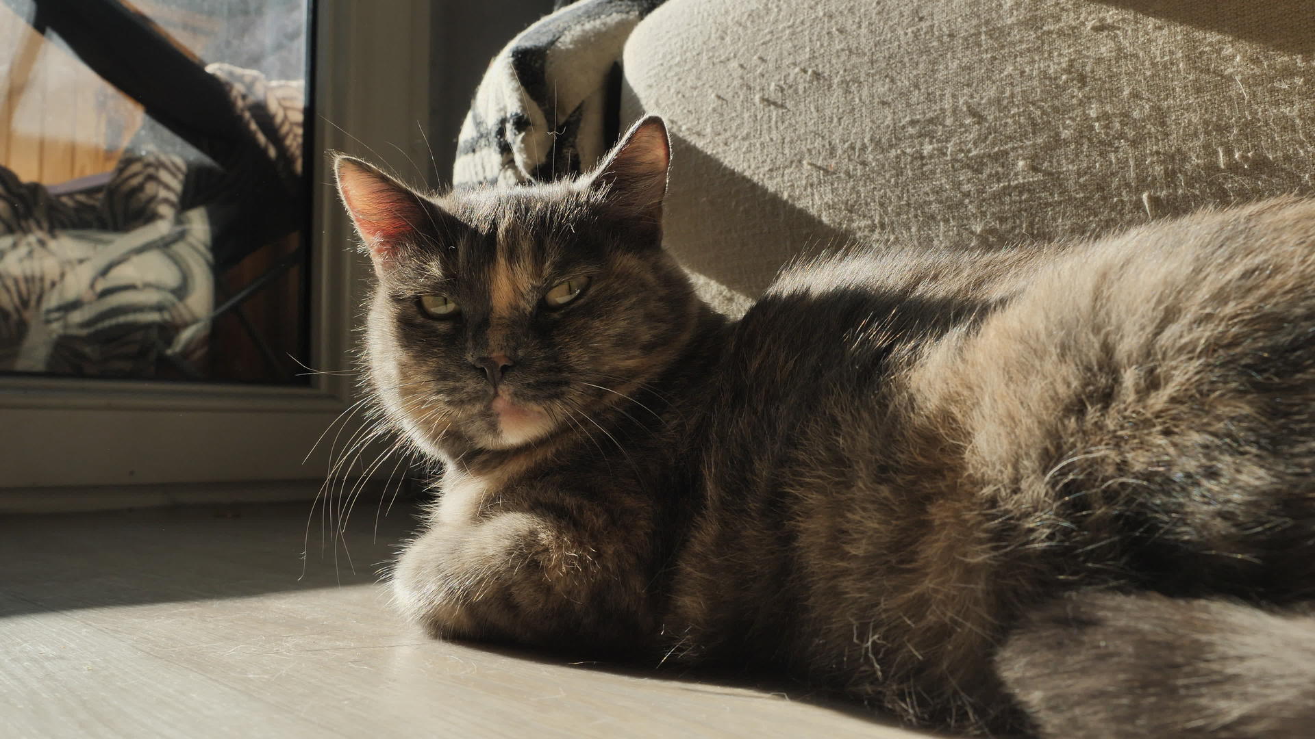 一只三色猫躺在阳光下的地板上视频的预览图
