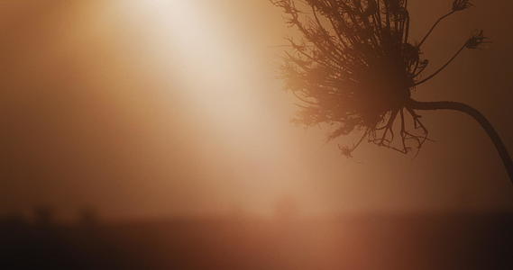 干燥的植物在日落时摇晃视频的预览图