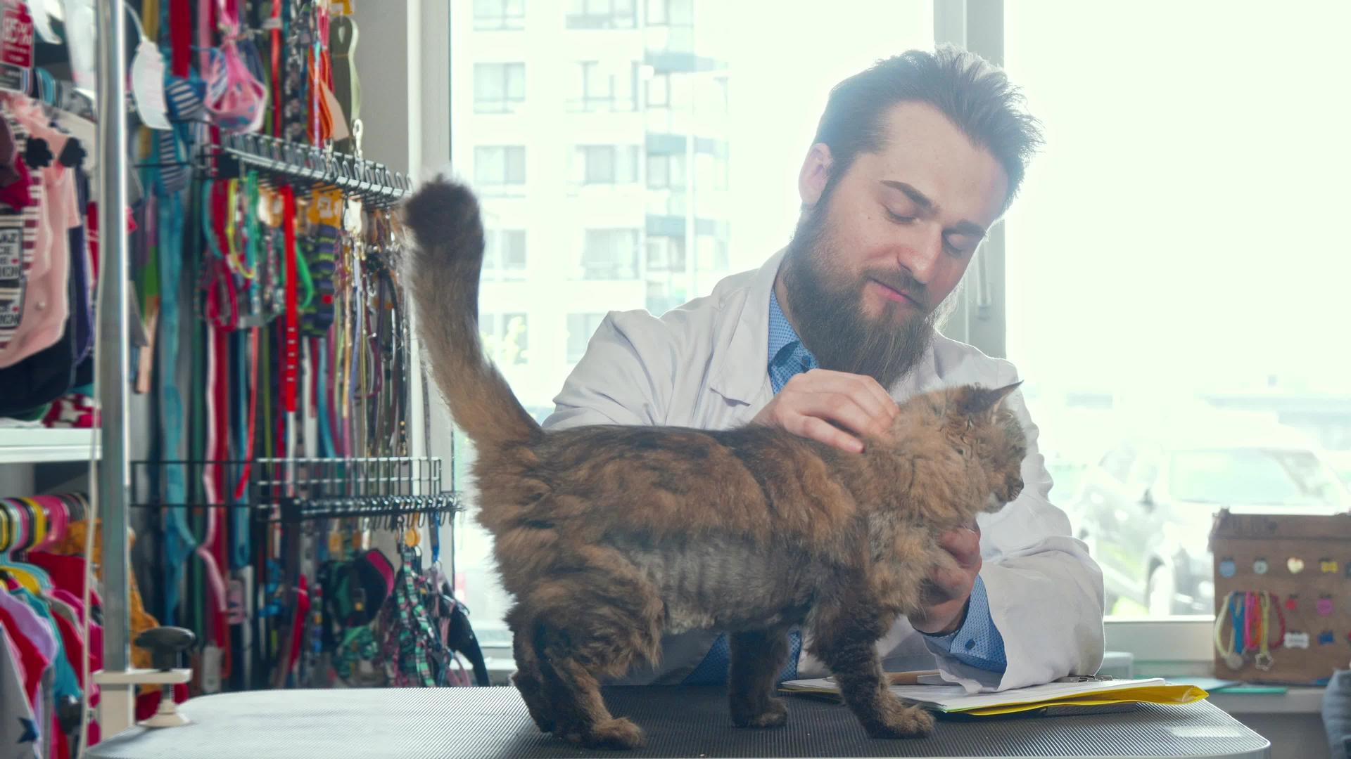 快乐的男兽医在诊所宠爱可爱的猫视频的预览图