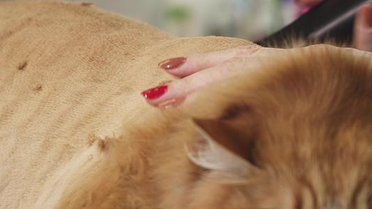 一只姜猫被剃成专业兽医美容师视频的预览图
