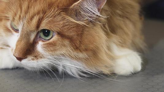 一只美丽的绿眼睛姜猫闭着视频的预览图