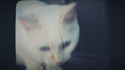 白猫看着相机看着镜头视频的预览图
