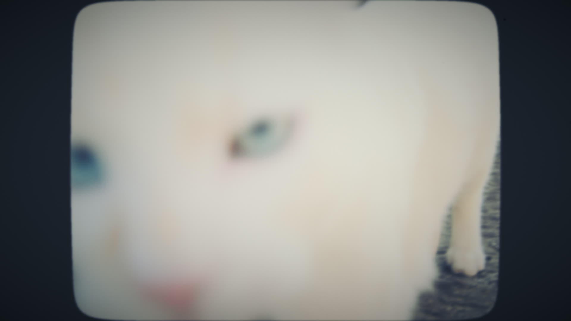 白猫来到相机视频的预览图