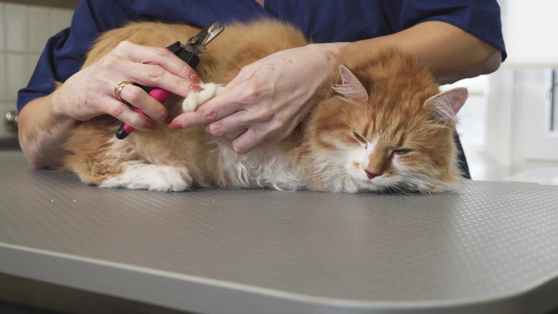 可爱的姜黄猫的爪子被专业兽医割伤了视频的预览图