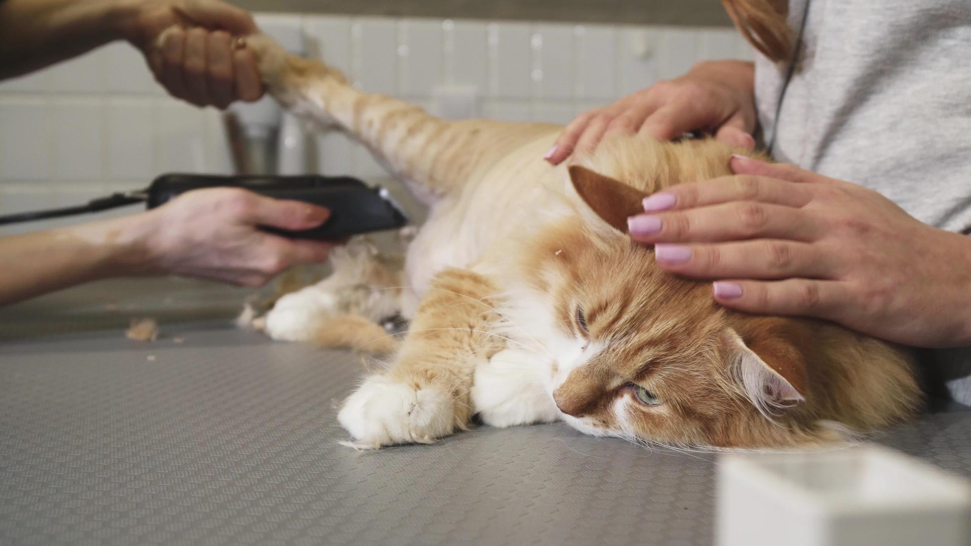一只可爱的姜猫躺在桌子上 被兽医剃了胡子视频的预览图