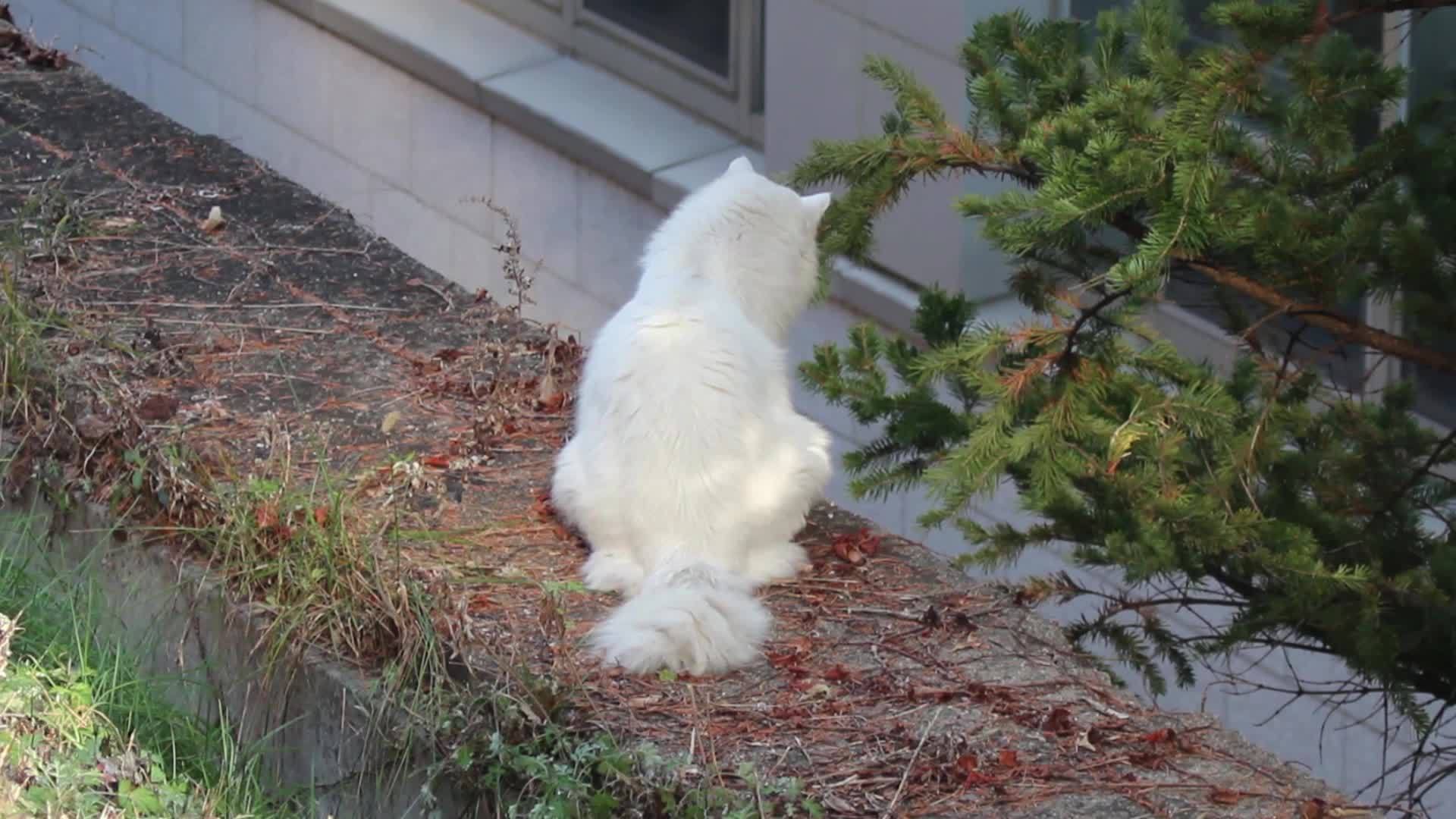 白猫坐在田野里视频的预览图