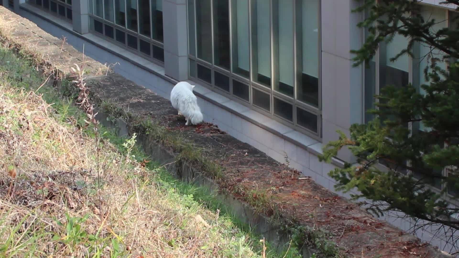 白猫在田里的白猫视频的预览图