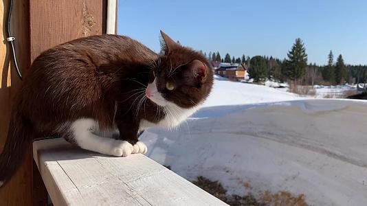 冬天一只可爱的小猫坐在外面的木栅栏上视频的预览图