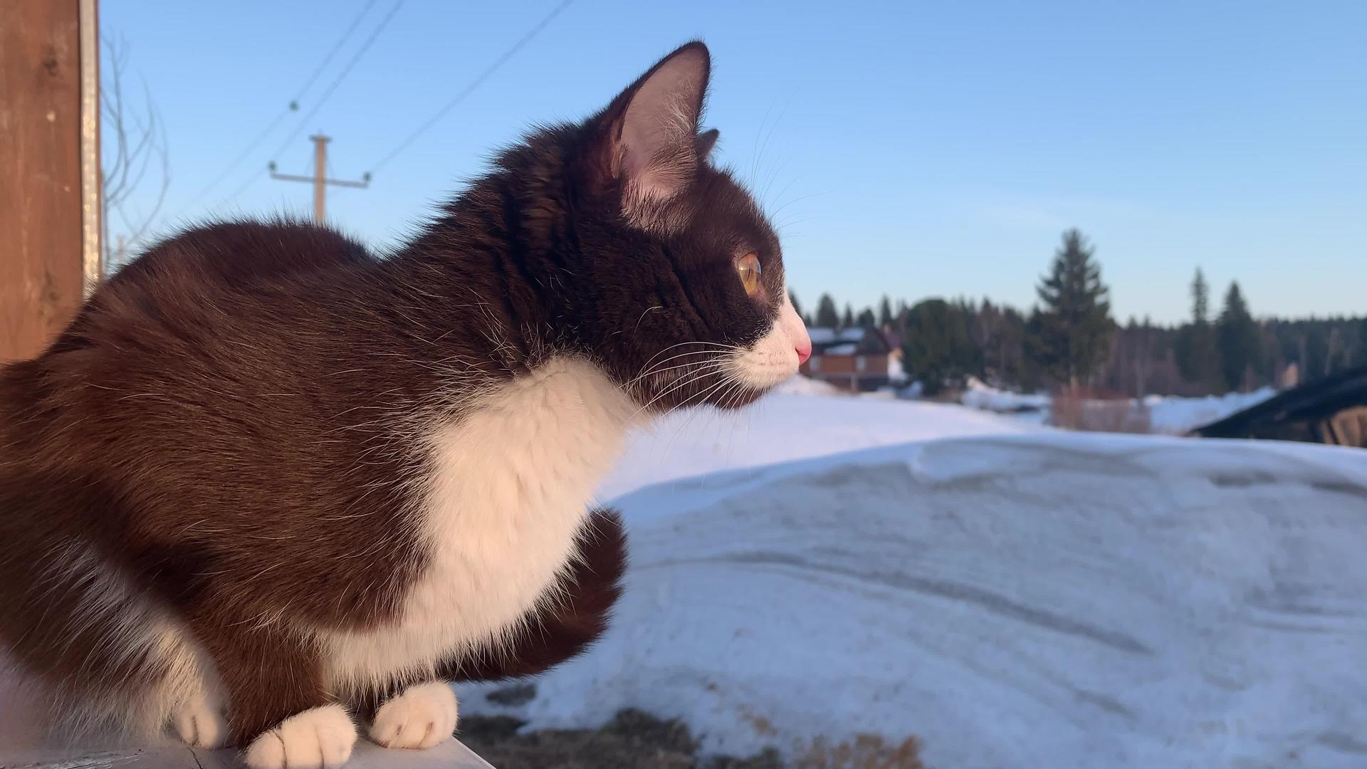 冬天一只可爱的小猫坐在外面的木栅栏上视频的预览图
