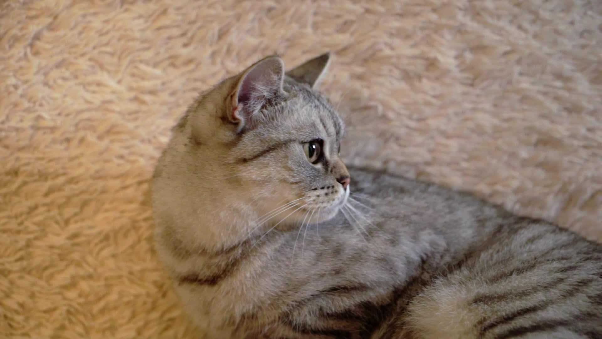 苏格兰灰或碱性猫视频的预览图