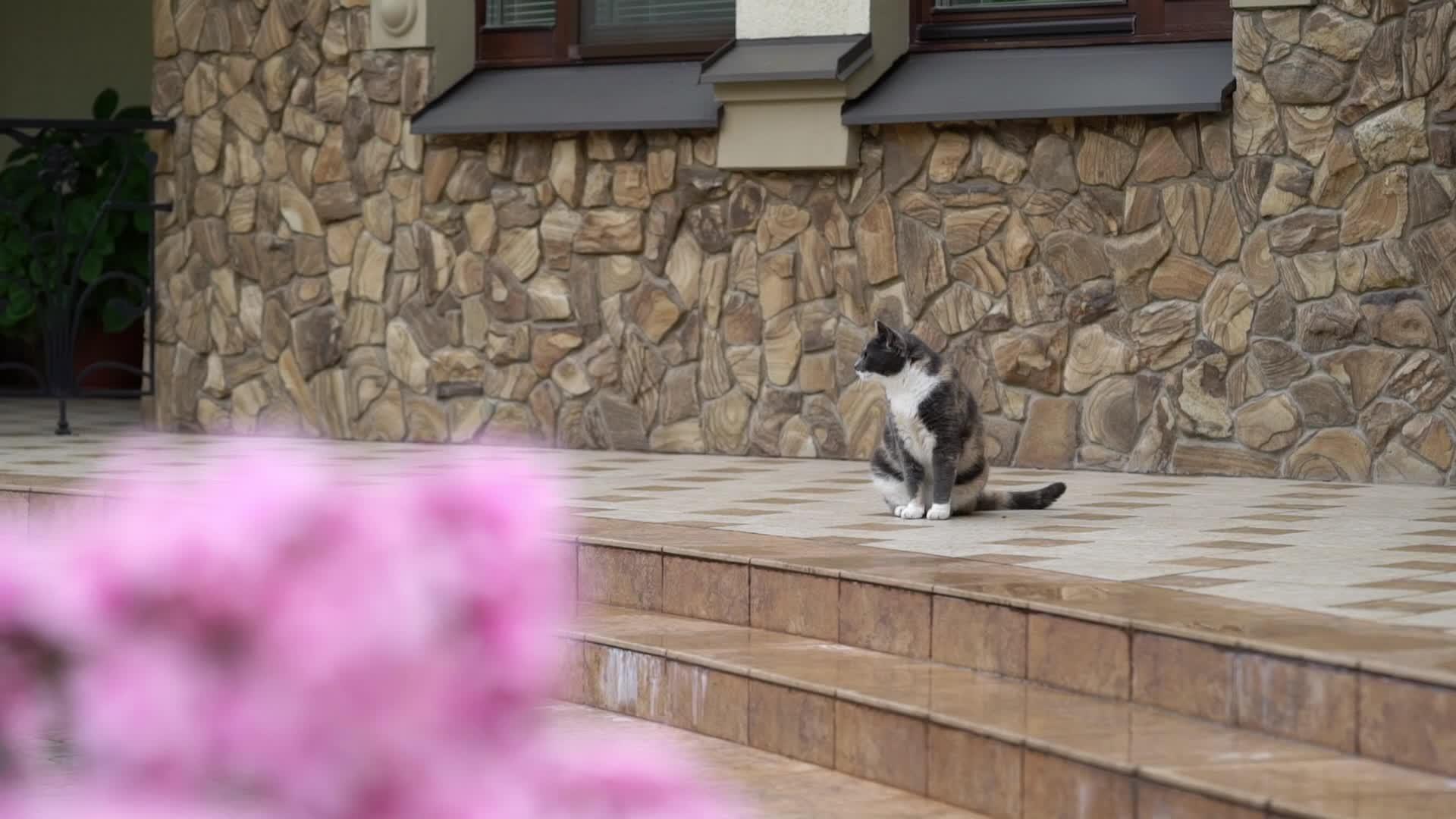 花园里的猫在私人住宅入口附近的花园里视频的预览图