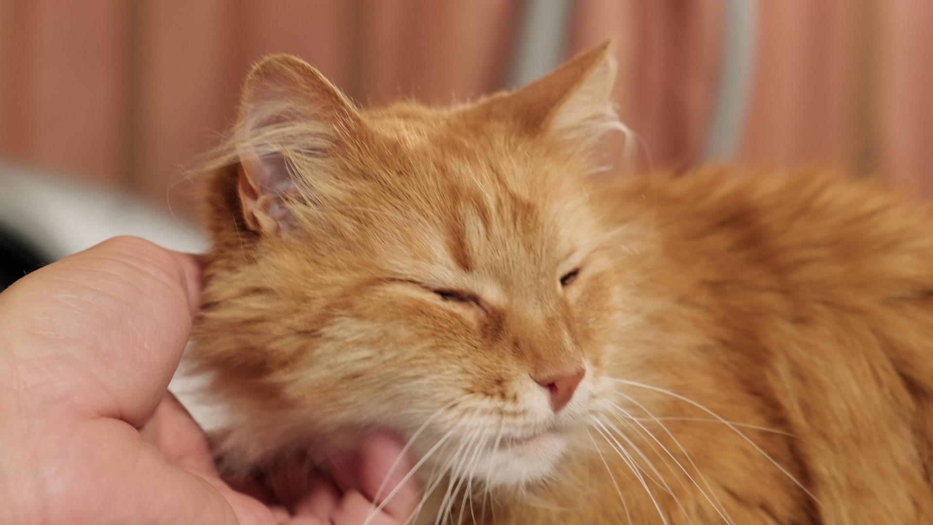 男人摸了摸一只毛茸茸的姜猫的头视频的预览图