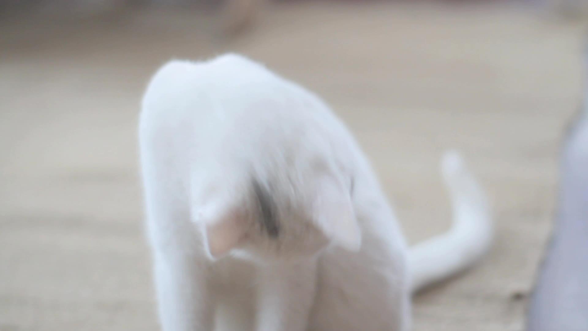 白猫在玩视频的预览图