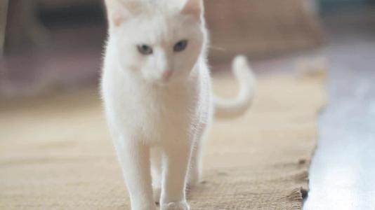 白猫在玩视频的预览图
