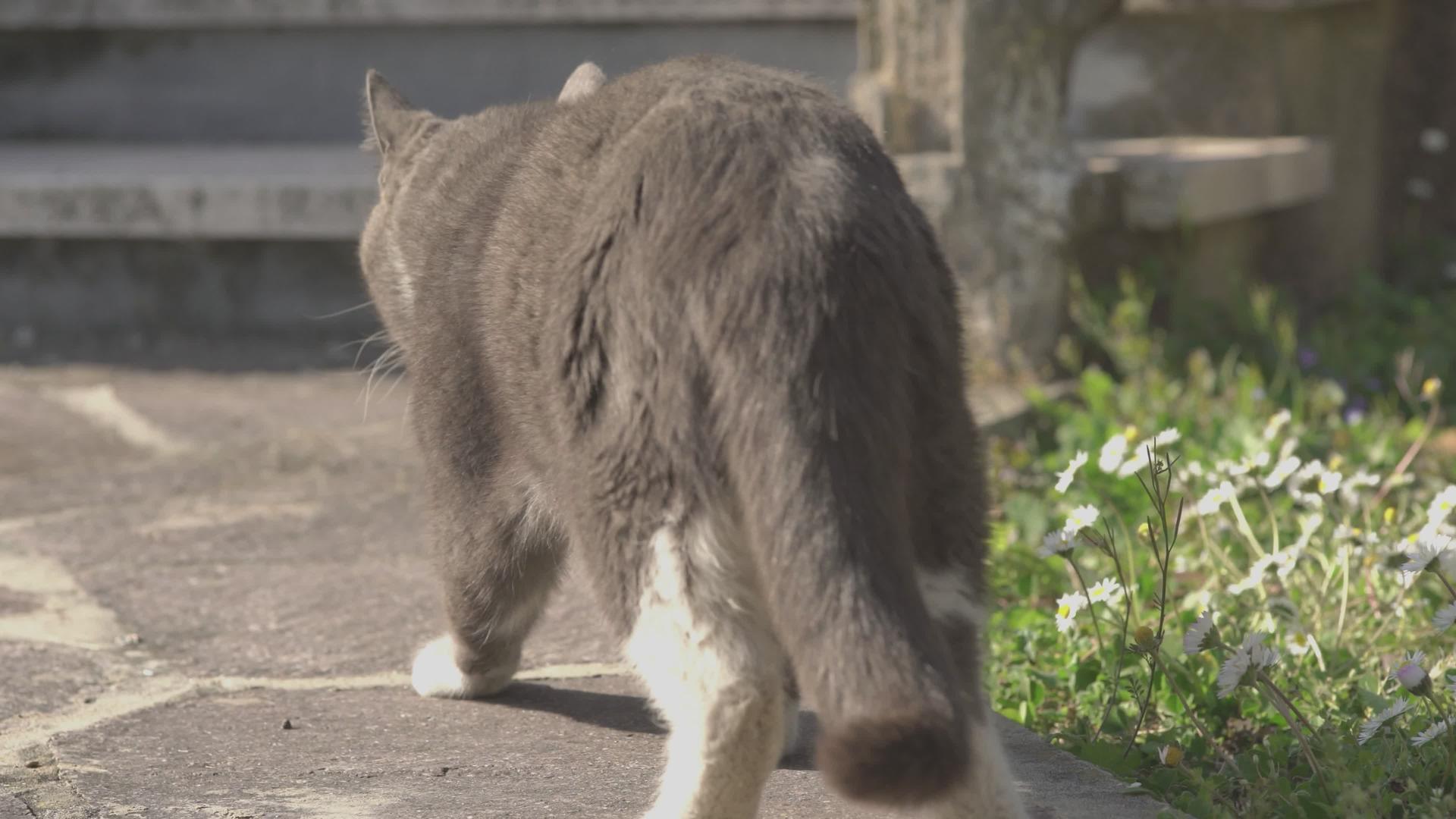 猫走在花园里视频的预览图