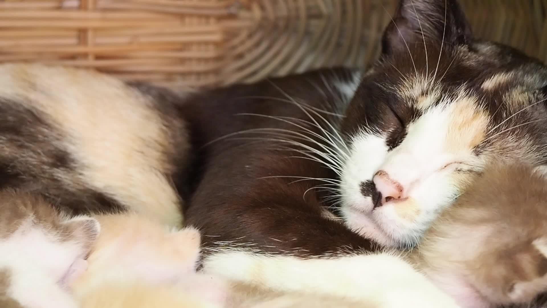 母猫和可爱的小猫视频的预览图