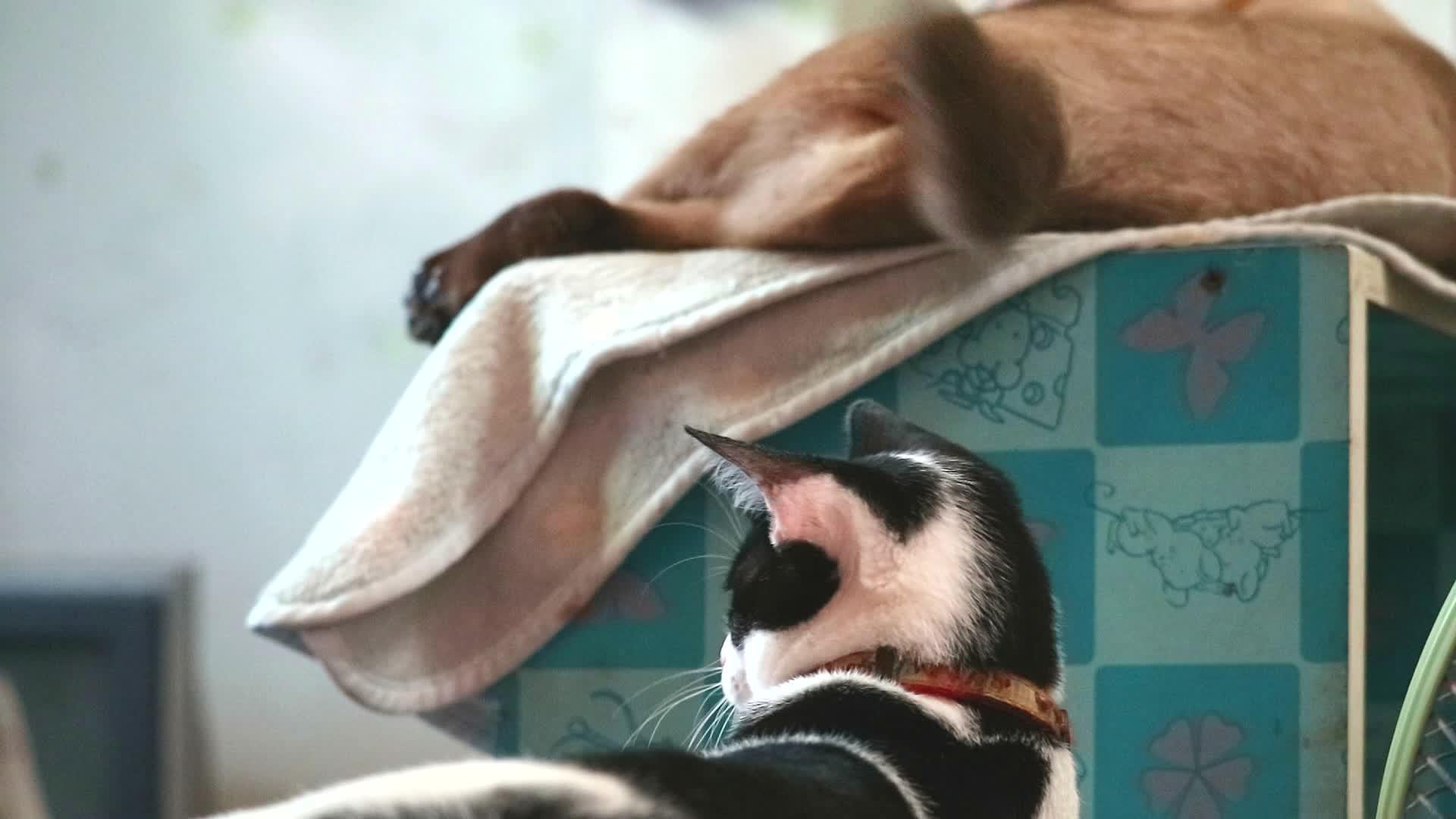 关键的猫玩捉小猫咬小猫的尾巴视频的预览图