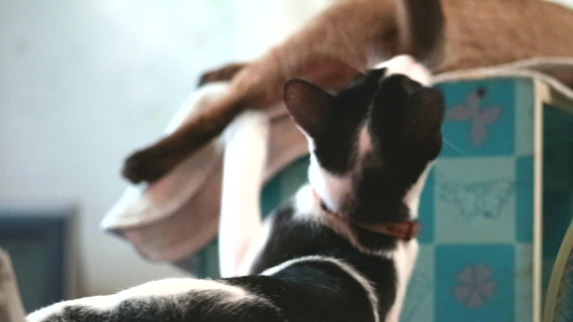 专注和专注的猫的玩耍击中了赛马猫的尾巴视频的预览图