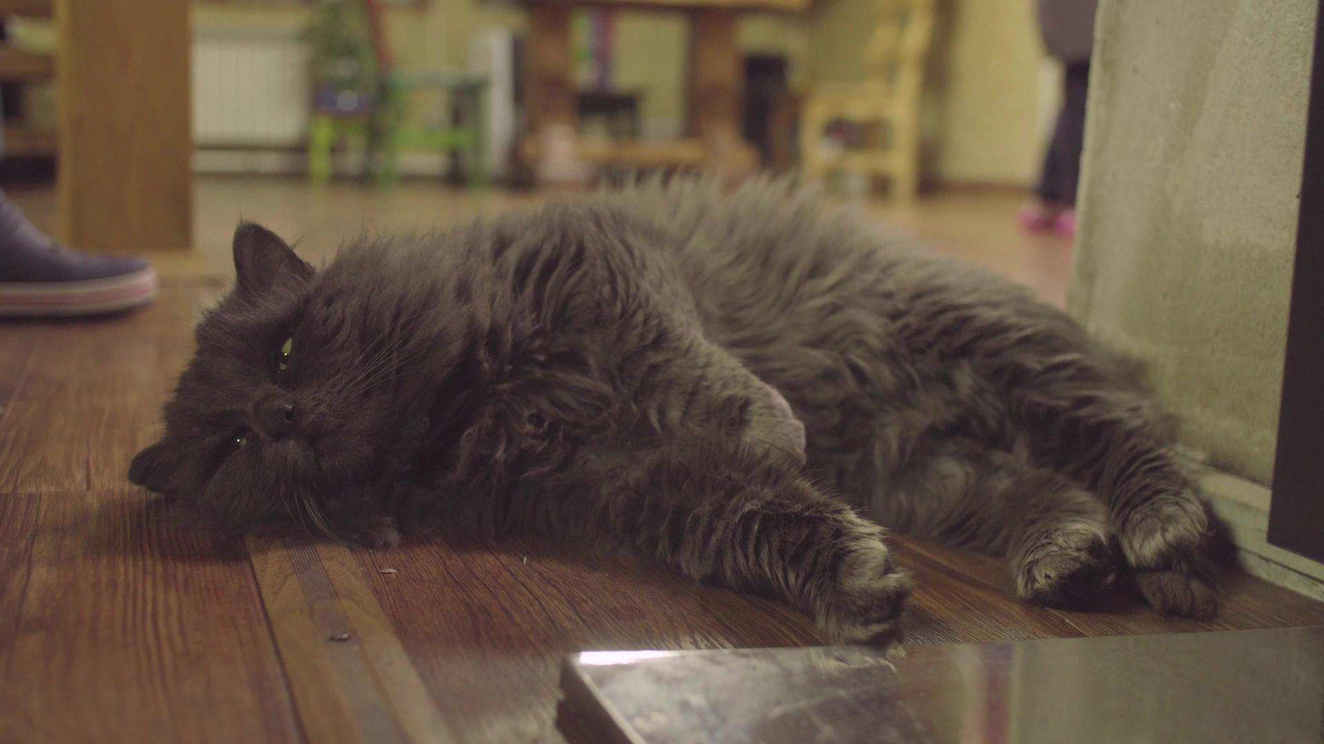 青灰猫躺在地上视频的预览图