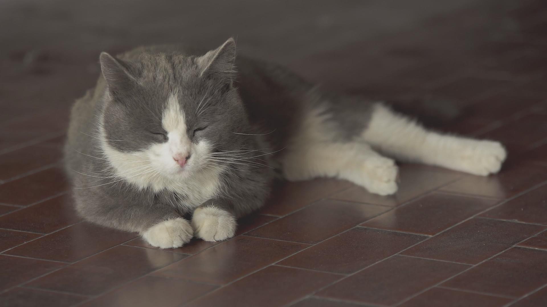 可爱的灰猫躺在2号床上视频的预览图
