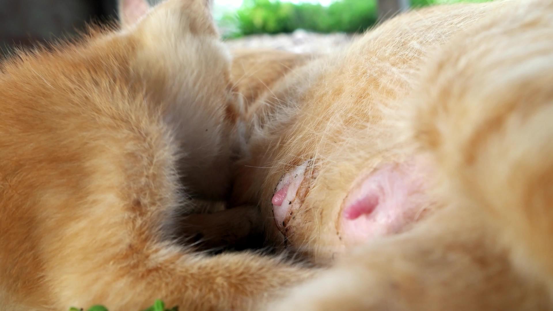 黄猫喝牛奶视频的预览图