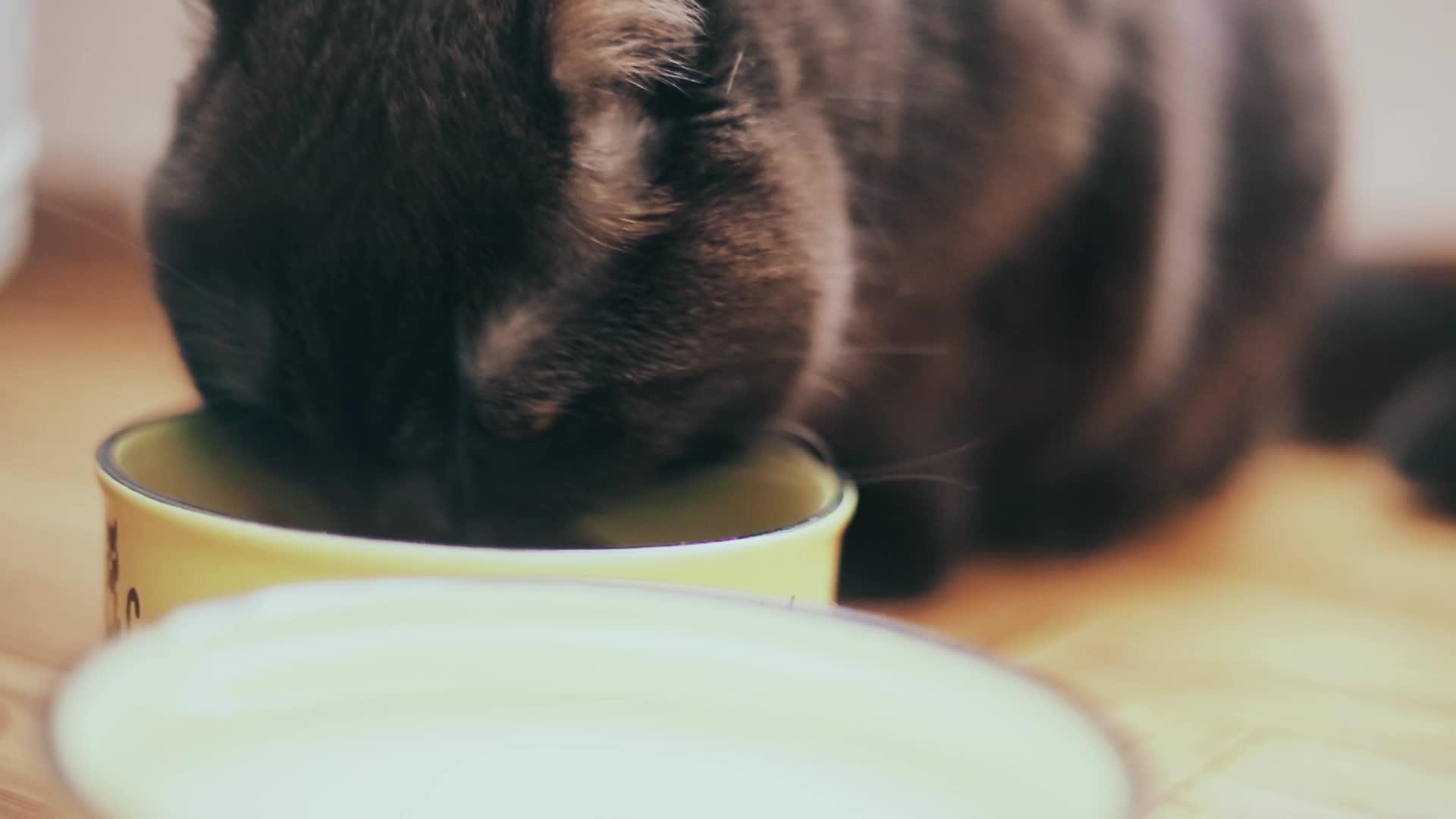 吃厨房碗里的干粮吃饭碗里的干粮视频的预览图