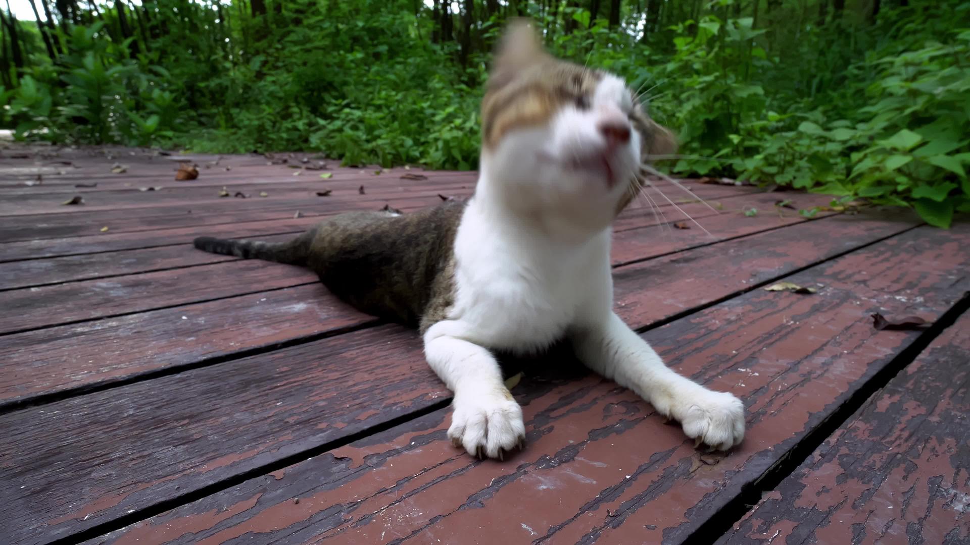 一只被木船上的蚊子打扰的猫视频的预览图
