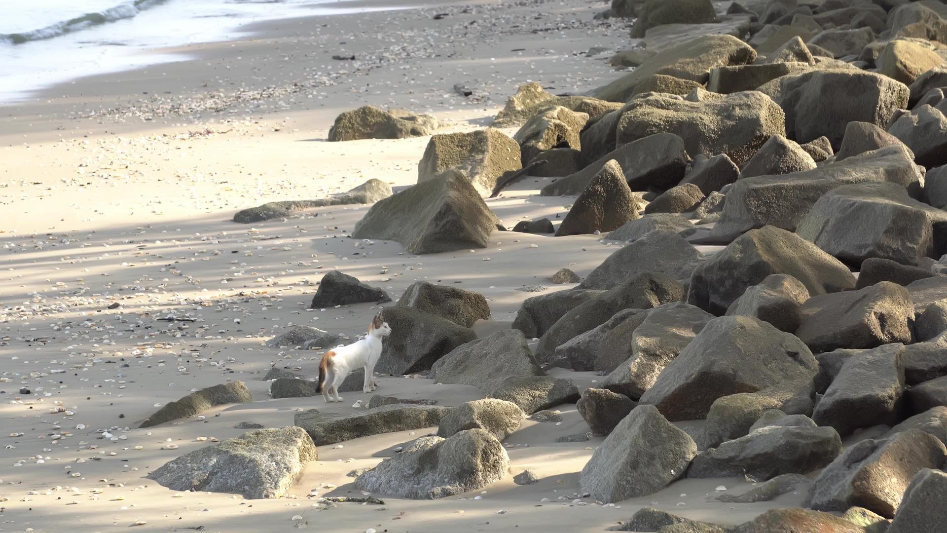 一只猫在海滩上散步视频的预览图