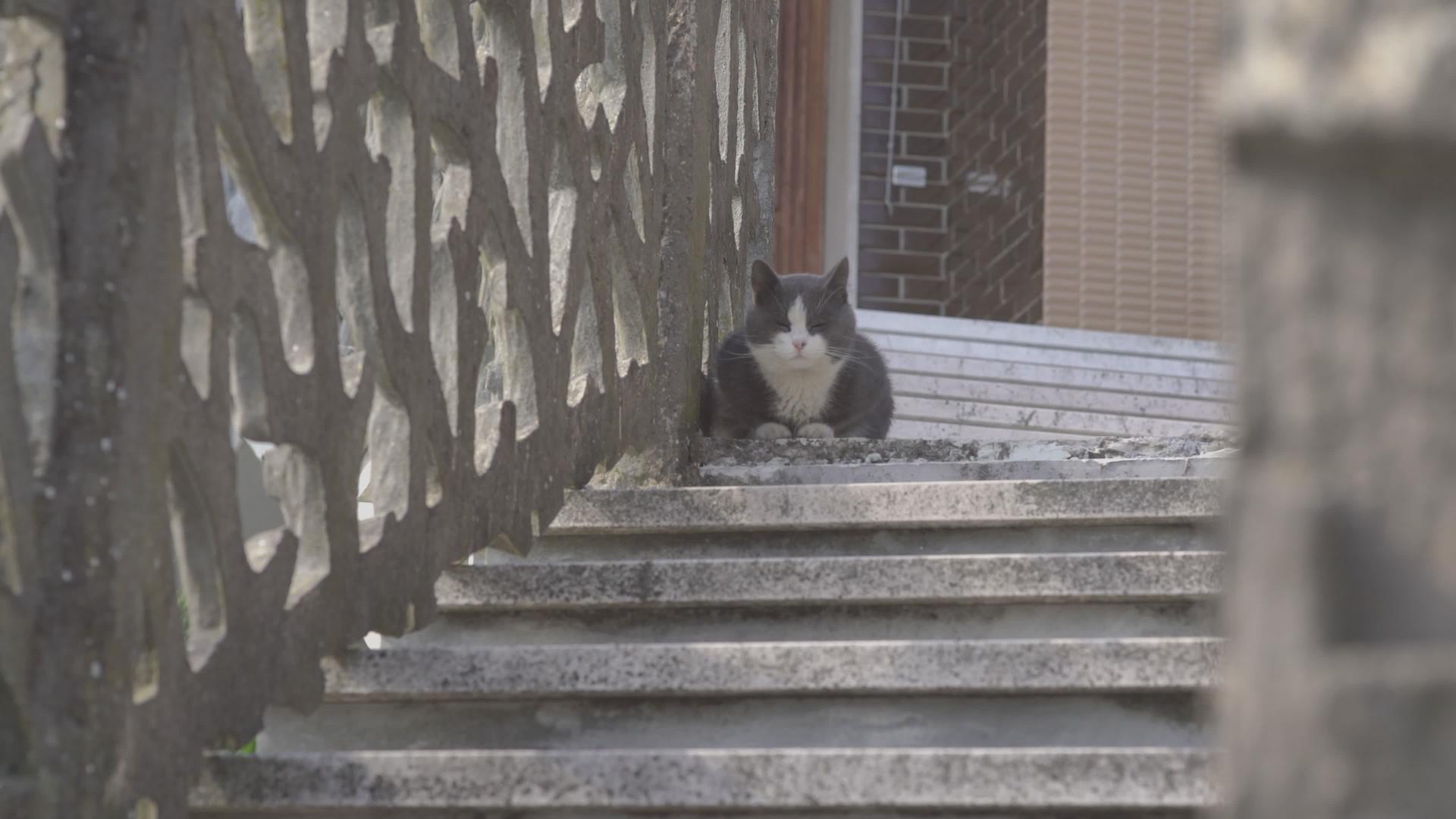 猫坐在台阶上视频的预览图