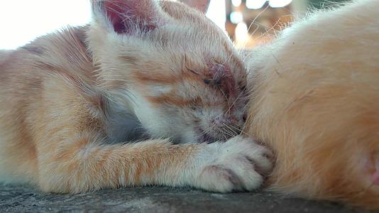 可爱的橙色猫吸奶视频的预览图