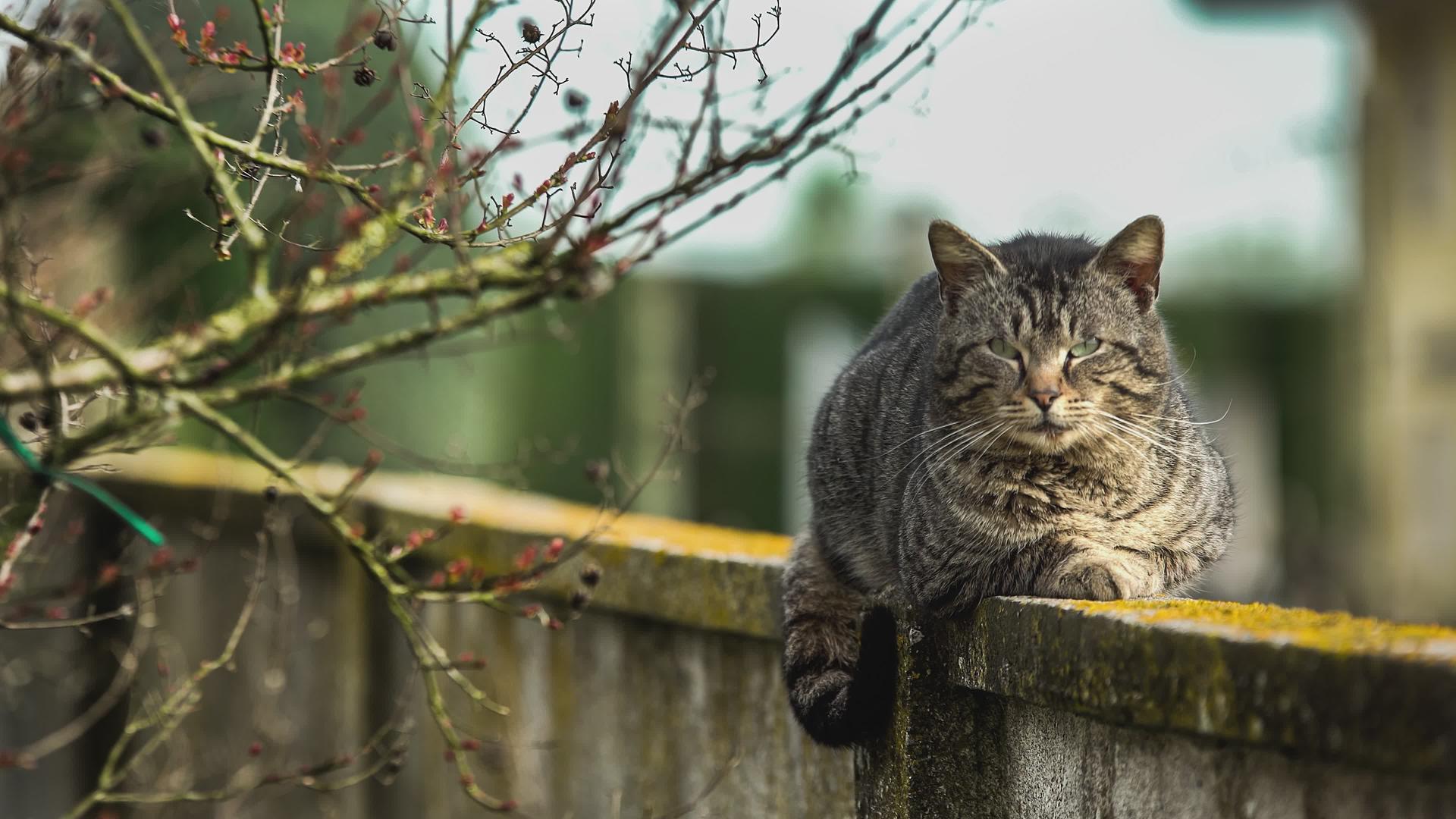 坐在低墙3的猫视频的预览图