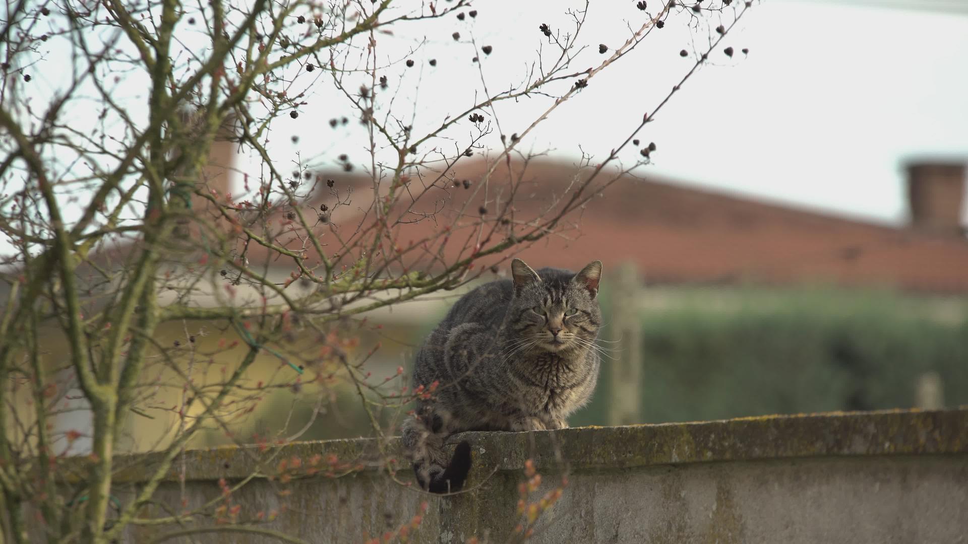 猫坐在低墙上视频的预览图