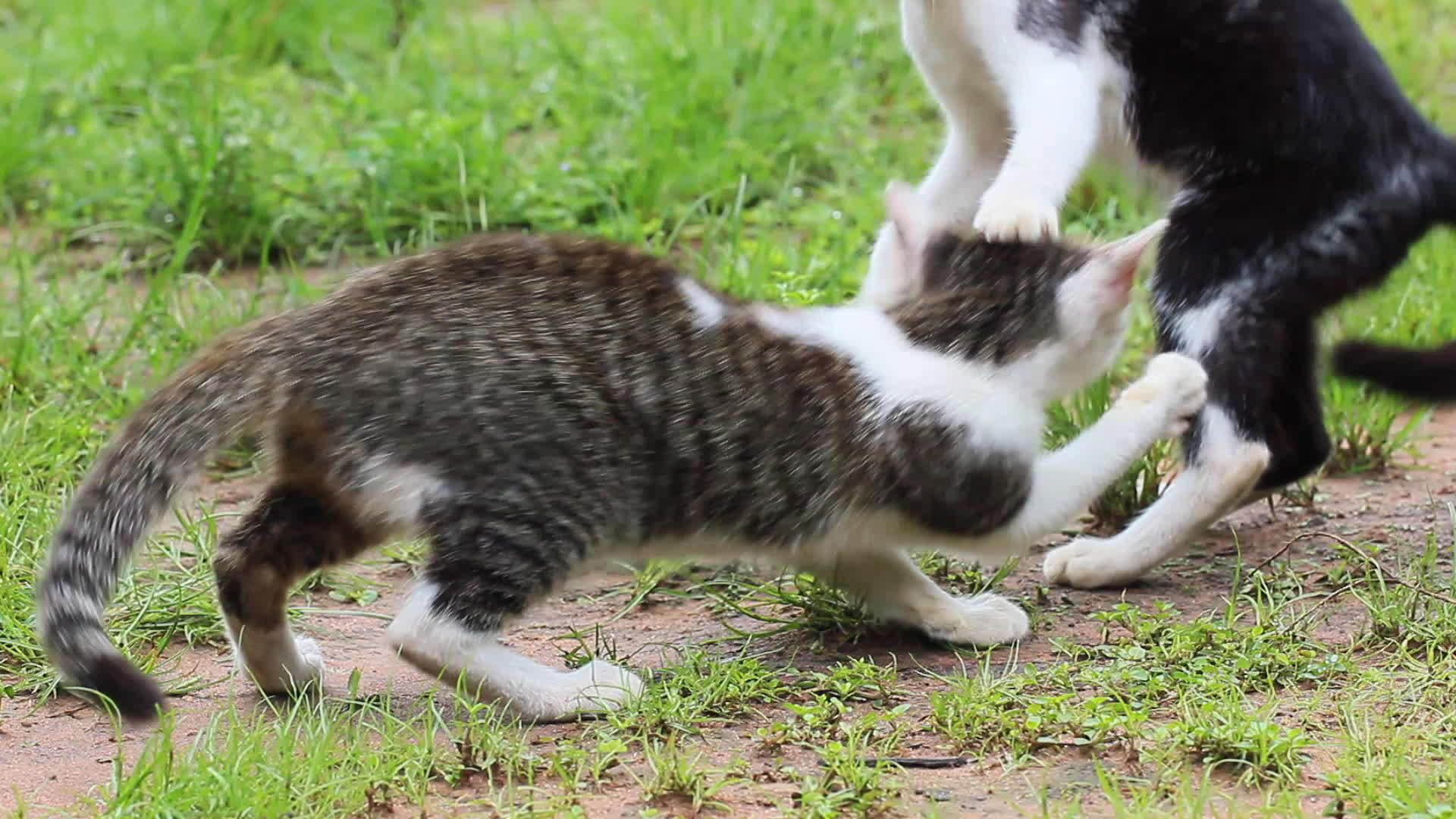 早上两只小猫在草坪上互相取笑视频的预览图