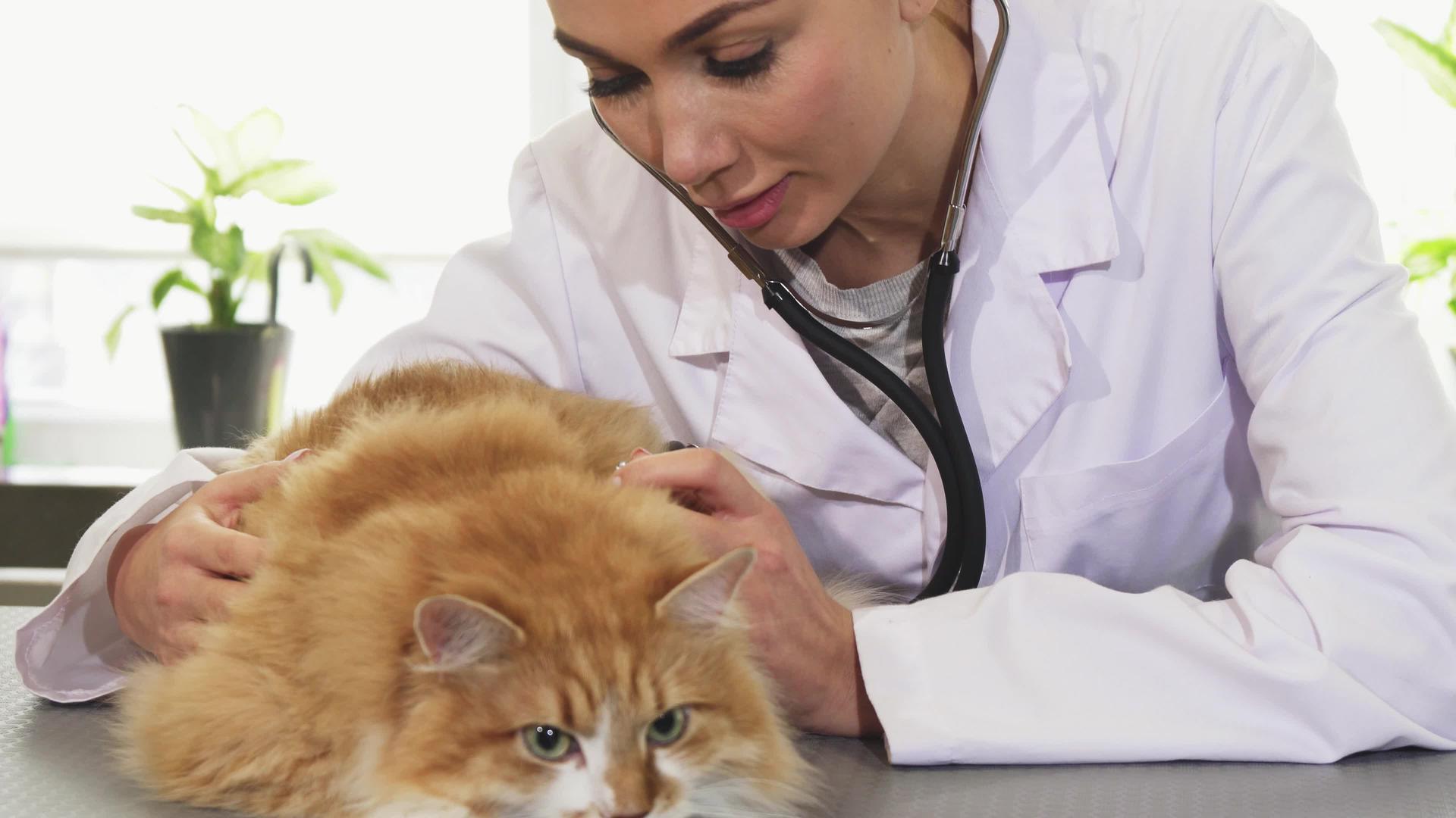 专业女性兽医听诊器检查可爱的姜小猫视频的预览图