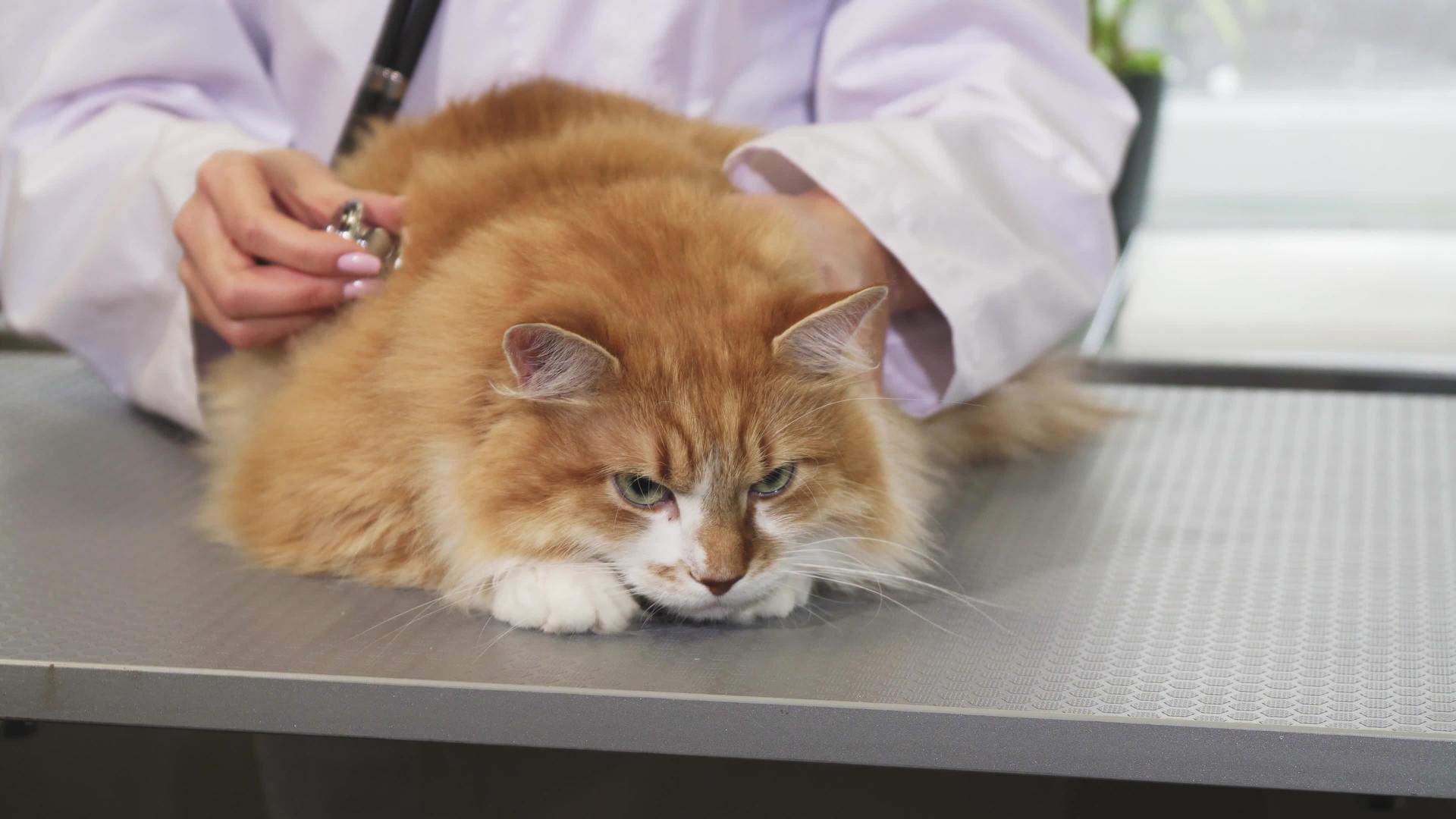 专业兽医检查一只毛茸茸的姜小猫视频的预览图
