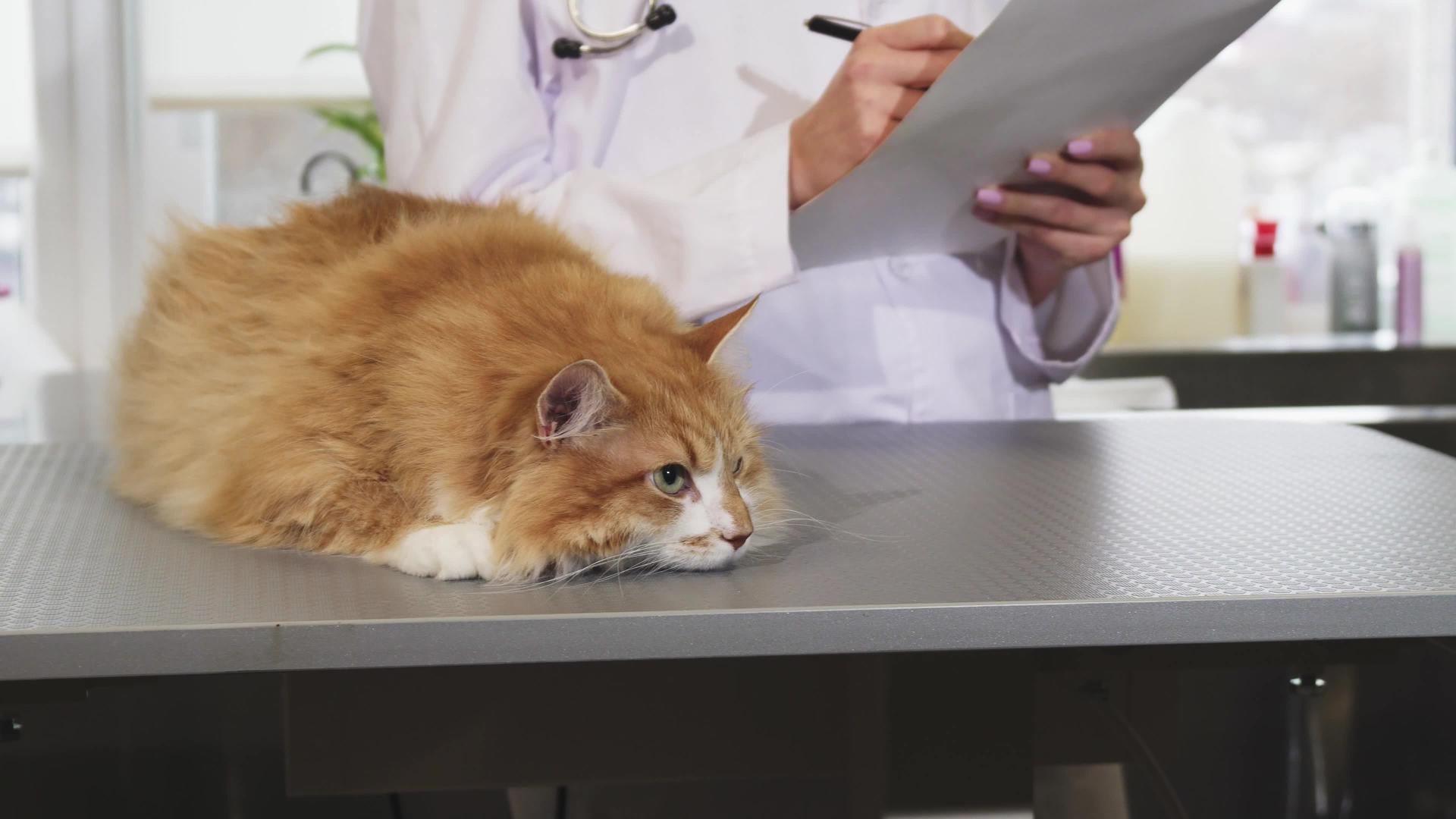 医生检查后一只漂亮的猫紧闭在兽医办公室视频的预览图