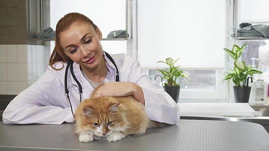 美丽的年轻女性专业兽医在工作时抚摸一只猫视频的预览图