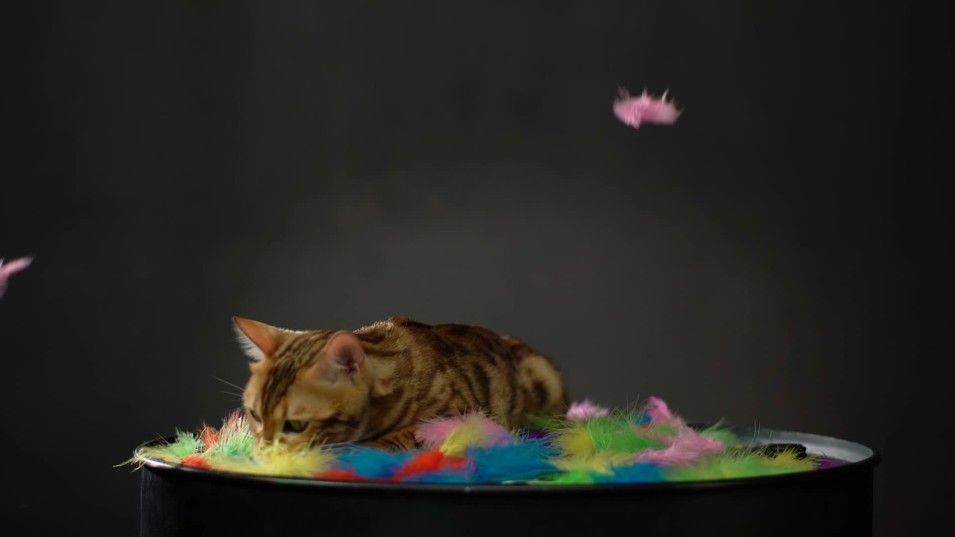 猫休息视频的预览图