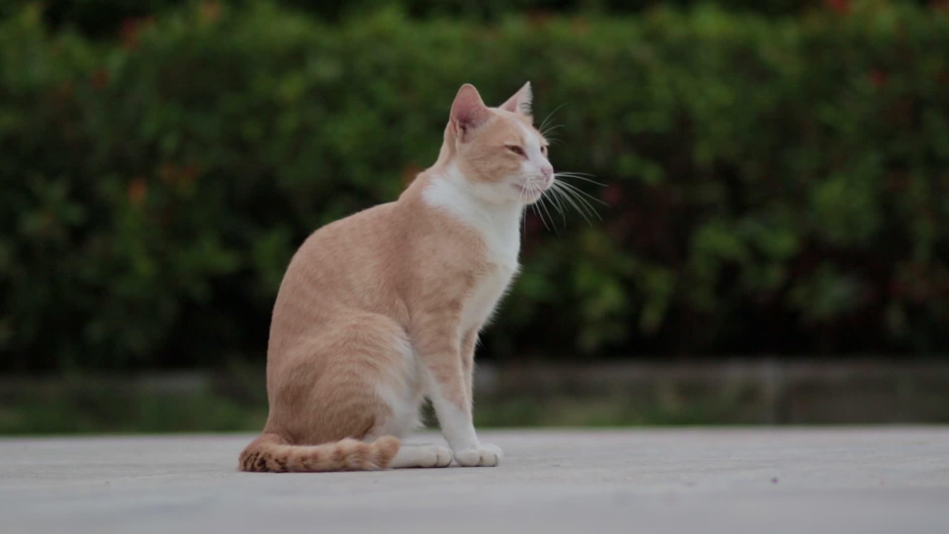 公园里的泰海家猫视频的预览图