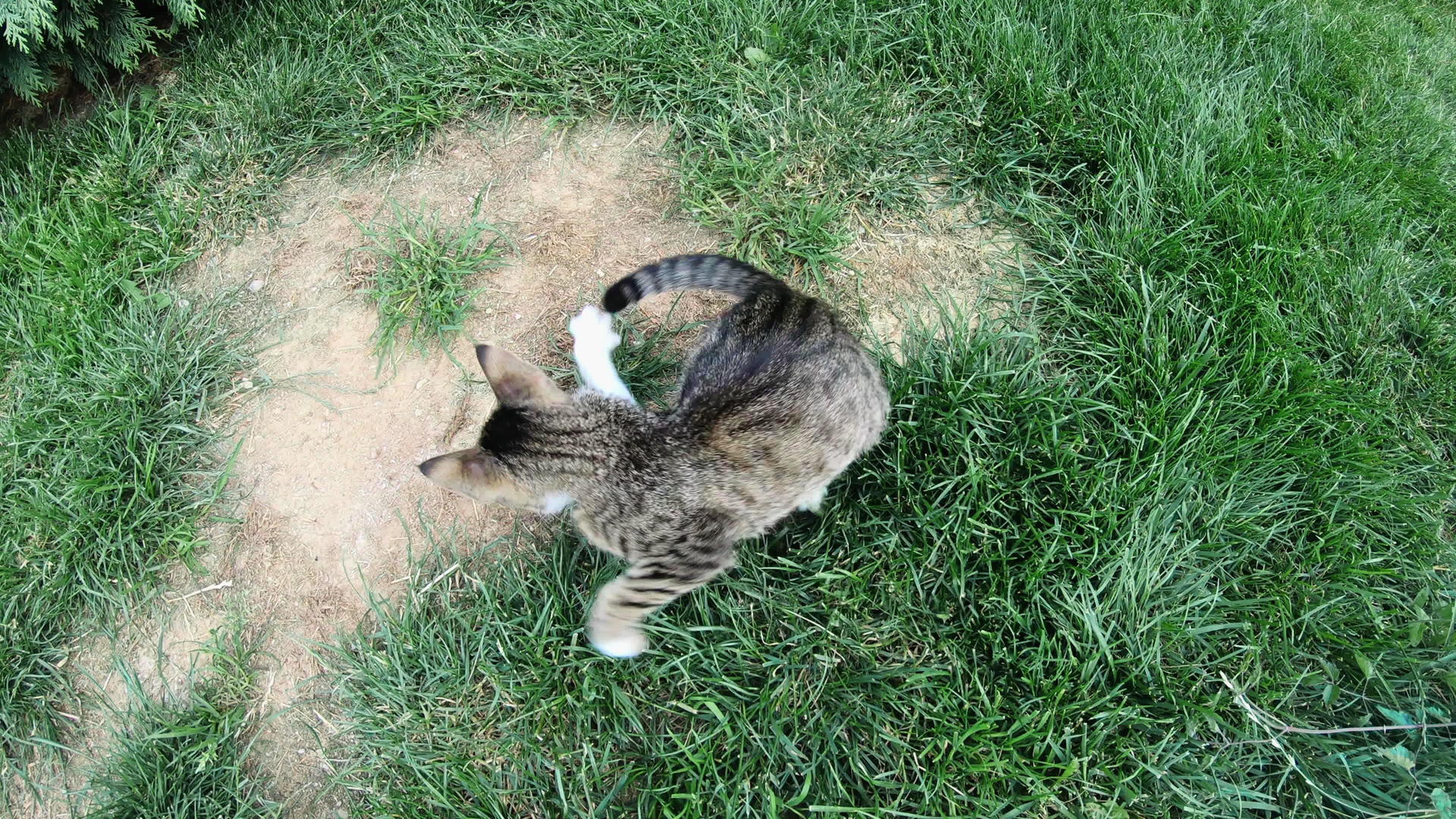在花园里玩小猫慢动作视频的预览图