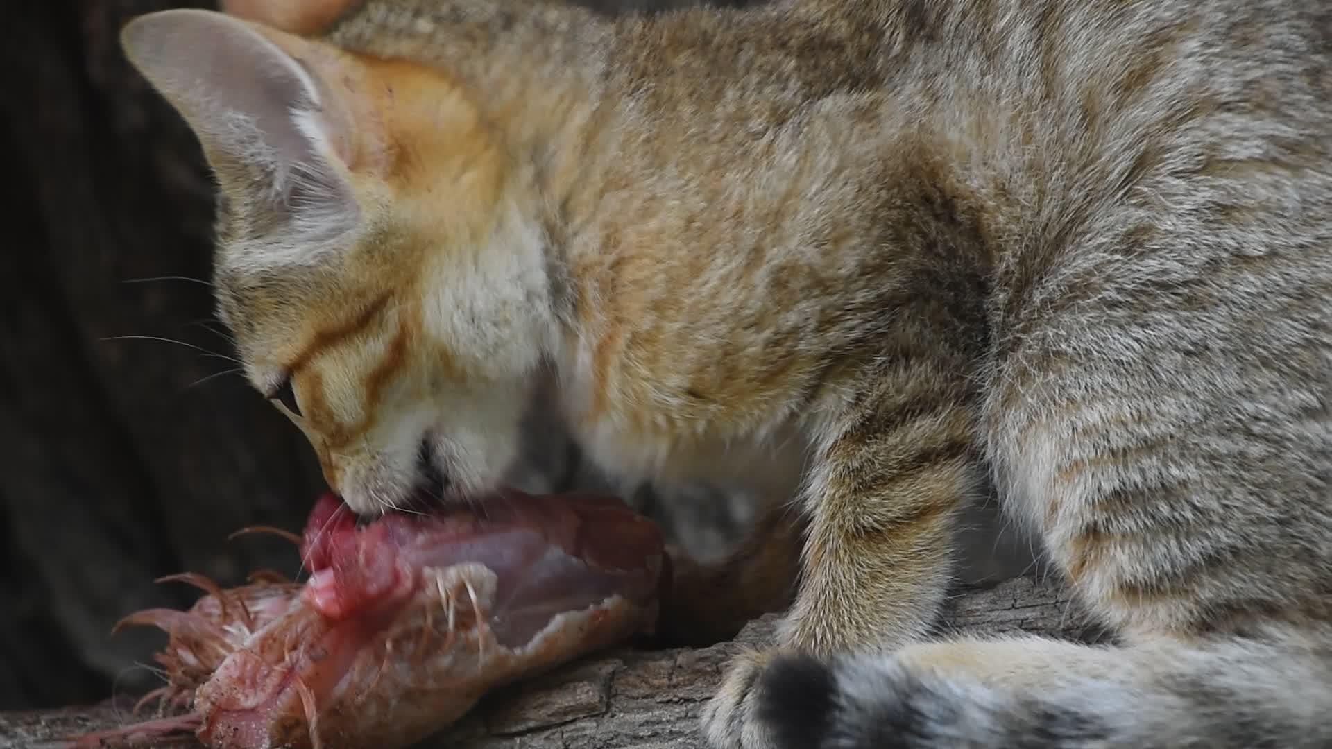 吃鸡肉的阿拉伯野猫视频的预览图