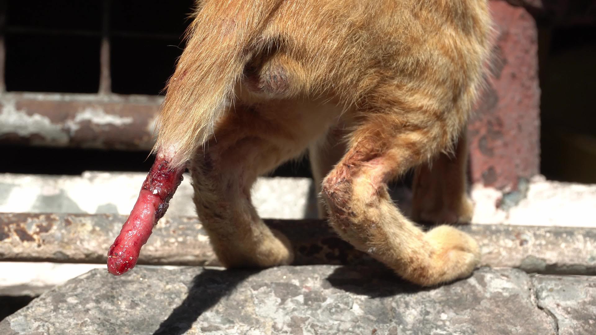 一只猫的尾巴受伤了视频的预览图