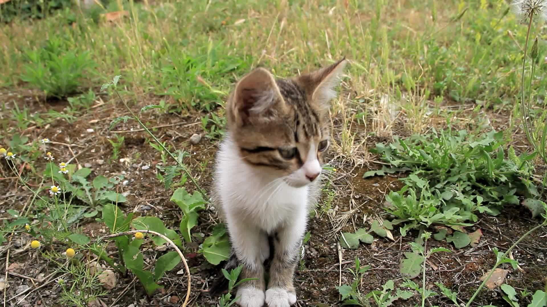 花园里的小猫视频的预览图