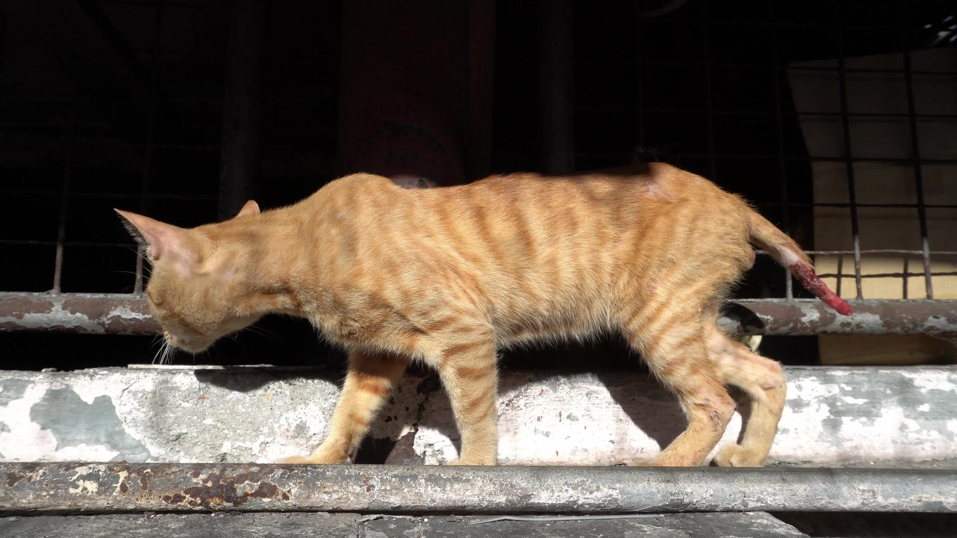 一只尾巴受伤的猫视频的预览图