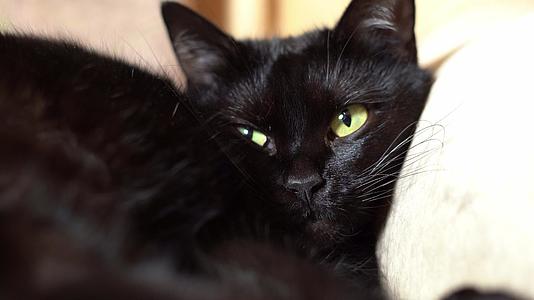 那只昏昏欲睡的黑猫躺在沙发上打哈欠视频的预览图