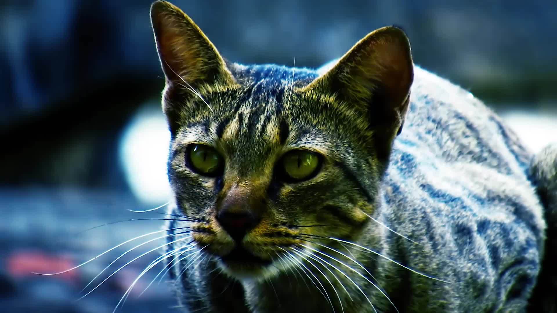 家猫的面部表情视频的预览图
