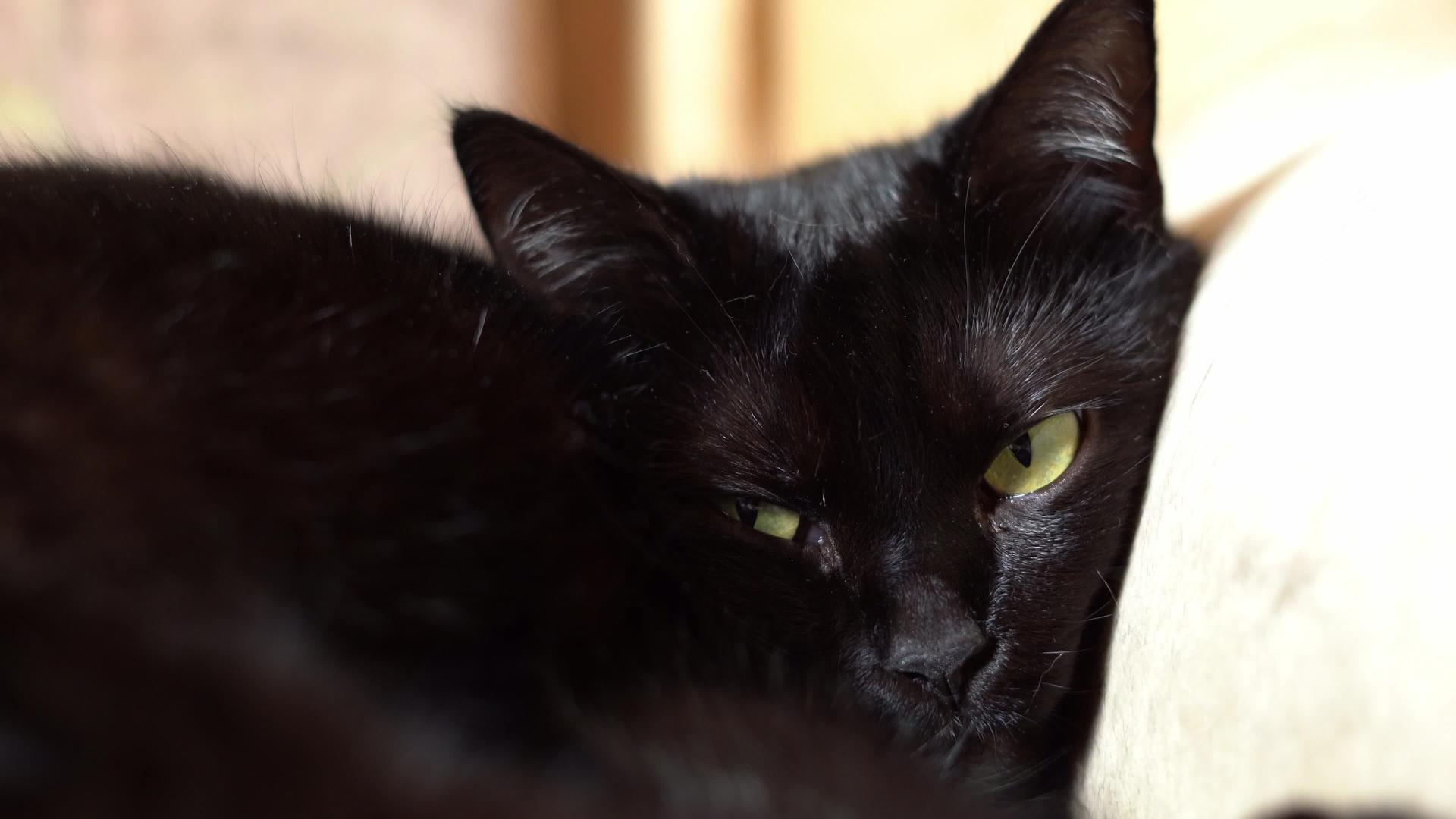 美丽的黑猫放松躺在沙发上小睡视频的预览图