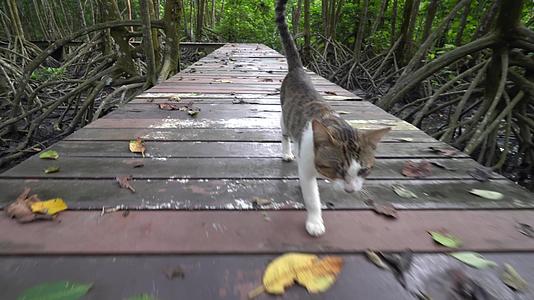 一只猫走在木桥上视频的预览图