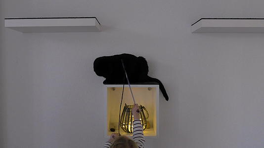 黑猫在装饰墙灯的顶部孩子在下面视频的预览图
